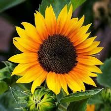 Sign up for lapakfoto for free! Bunga Helianthus Benih Bunga Matahari Helianthus