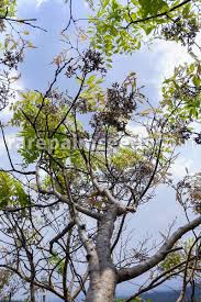 Image result for Dalbergia martinii