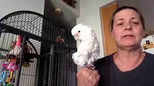 Goffin cockatoos are the smallest member of the cockatoo family and make good pet parrots for someone with limited space. Turkey The Goffins Cockatoo Youtube