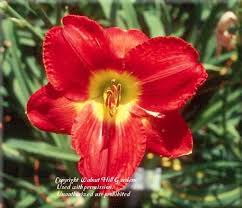 See full list on garden.org Photo Of Daylily Hemerocallis Passion For Red Uploaded By Vic Day Lilies Summer Flowering Bulbs Patio Plants