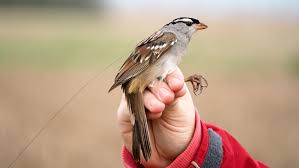 Sparrow is the common name for various small passerine (perching) birds applied either to various members of the old world family passeridae (true sparrows) or the american sparrows, or new world sparrows, within the family emberizidae. Birds Fed A Common Pesticide Lost Weight And Had Migration Delays Science News