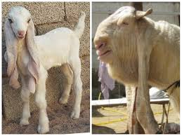 If there is any infection, they need. So Cute Until They Grow Up The Damascus Goat Also Known As Aleppo Halep Baladi Damascene Shami Or Chami Is A Breed Of Goat Damascus Goat Goats Animals