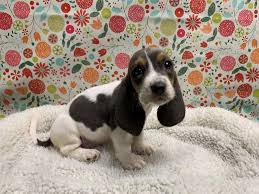 Gemma's boy joey september 10, 2019. Basset Hound Puppies Petland San Antonio