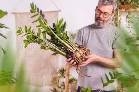 Image result for Zamiokulkas Zamioculcas