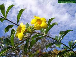 A vine with yellow flowers is called carolina jasmine. Allamanda Cathartica Common Name Golden Trumpet Vine Allamanda Vine Botanical Name Allamanda Cathartica Fam Growing Gardens Flowering Trees Trumpet Vine