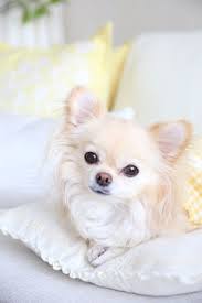 Chi I Pure Dream Chihuahua Puppies Long Haired Chihuahua Puppies Cute Animals