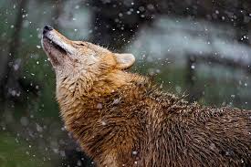 Hd Wallpaper Wildlife Photography Of Wolf During Winter Profile Action Mongolian Wallpaper Flare A collection of the top 49 wildlife photography wallpapers and backgrounds available for download for free. hd wallpaper wildlife photography of