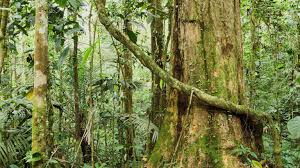 Tropical dry forests, also known as tropical seasonal forests, receive rainfall during a short amount of time followed by dry and hot other camping & rvs ». Rainforest Habitat Facts And Photos