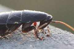 No matter how clean your house, yard, and lawn might be pests can still find their way into your home. How To Get Rid Of Water Bugs Killing Them For Good Pests Off