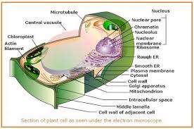 Jetzt lyrik, dramatik & essays nach hause liefern lassen. Biologi Gonzaga Soal Essay Biologi Cellulair