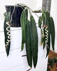 The Curls On This Anthurium Wendlingeri Sf Tropicals Via Crazyplantrichasian Plants Hanging Plants Indoor Plants
