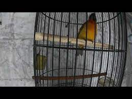 Kutilang Mas Nyaring Merdu Sekali Di 2020