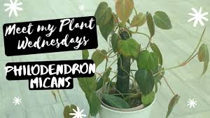 It should still hold enough water to hydrate the philodendron melanochrysum. Meet My Plant Philodendron Micans Ep 01 Youtube