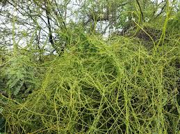 Image result for Cassytha filiformis