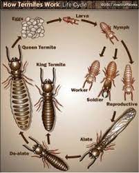 See more of all in one termite and pest control on facebook. 7 Types Of Termites Ideas Termites Types Of Termites Pest Control