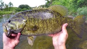 Maybe you would like to learn more about one of these? Smallmouth Bass Fishing A Complete Guide Sarasota Fishing Charters 941 371 1390