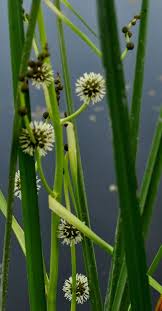 Image result for Typhaceae