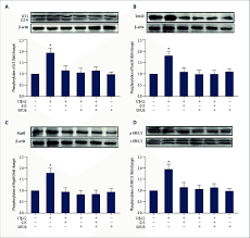 Mc livinho e mc don juan mp3 grátis. A D Treatment With 17b Estradiol Induced Mitophagy In Murine Mc3t3 E1 Download Scientific Diagram
