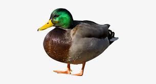 Duck Amazing Background High Duck Png 504x420 Png Download Pngkit Upload only your own content. pngkit