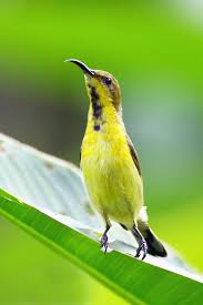 They are small songbirds, at most 12 cm (4.7 in) long. Olive Backed Sunbird Juvenile Male Male Beautiful Birds Olive