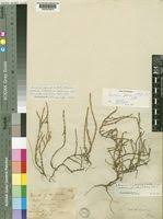 Image result for Sarcocornia decumbens