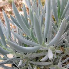 Image result for Senecio mariettae
