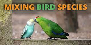 bird and parrot species compatibility how to mix a bird