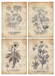 Vintage Botanical Floral Plants Old Paper Drawing Set Of 4 Digital Download Vintage Botanical Vintage Drawing Botanical Prints