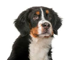 Join millions of people using oodle to find puppies for adoption, dog and puppy listings, and other pets adoption. Premium Photo Bernese Mountain Dog Border Collie And Mixed Breed Dog Sitting Against White Background