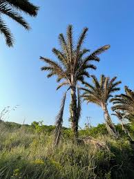 Image result for Raphia rostrata