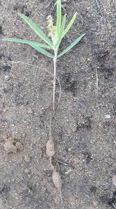 Image result for Eriosema pauciflorum