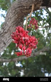 Image result for Schotia brachypetala