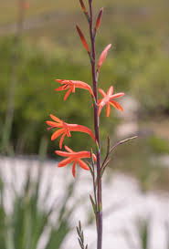 Image result for Watsonia
