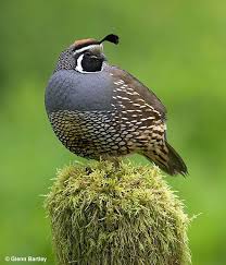 quail perched bird photography pet birds bird pictures