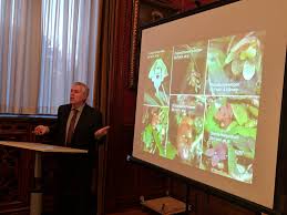 Image result for Stolzia kalkhof-roseae