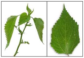 Image result for Laportea interrupta