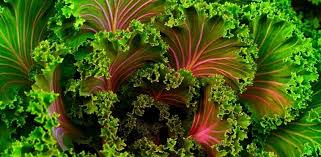 Alimente bogate în vitamina k. Vitamina K Doze Recomandate È™i Rol In Organism Cancer360