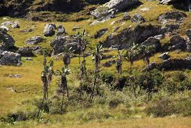 Image result for Strelitzia caudata