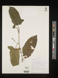 Image result for Kedrostis crassirostrata