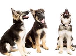 12 Porod Sobak Kotorye Znayut Kak Otravit Vam Zhizn Ekspress Gazeta