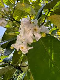 Image result for Tabernaemontana crassa