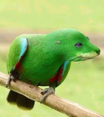 The Soap Factory Photoshopped Animals Animal Mashups Weird Animals