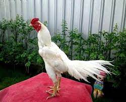 We did not find results for: Ayam Juara Pakan Ayam Bangkok Terbaik Galos Indios Animais E Galo