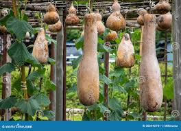 Image result for Lagenaria siceraria