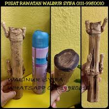 Rotan ketemu ruas ini adalah rotan sigi / rotan taman yang di kalimantan terkenal sebagai rotan bagi yang tau pasti sudah tidak asing lagi dengan kehebatannya. Pusat Rawatan Islam Dan Alternatif Walinur Syifa Walinur Syifa Islamic Medical Center Buluh Tumpat Bertemu Buku Dan Ruas Yang Unik