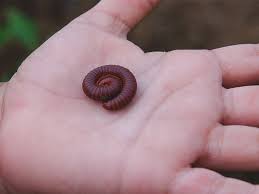See more ideas about millipede, centipede, creepy crawlies. Do Millipedes Bite Learn All About Them