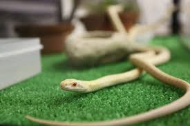 Snake totem (common), spirit animal. Meet The White Snakes Of Iwakuni In Yamaguchi Matcha Japan Travel Web Magazine