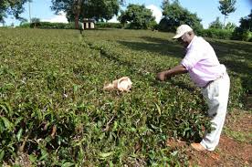 The workers are mostly hill tribe people. Purple Tea Is Gaining Ground In Kenya Modern Farmer