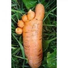 Ecologie Environnement Acheteriez Vous Ces Legumes Difformes Legumes Moches Funny Vegetables Funny Fruit Weird Fruit