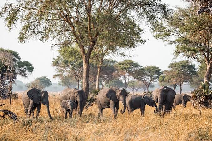 Conservation measures pay off in Tanzania as wildlife population increases - InfoNile